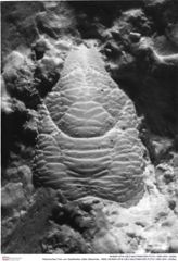 Historisches Foto von Galatheites zitteli (Moericke, 1889) (NHMW-AFW-GEO-BACHMAYER-FOTO-1990-0041-3026a)
